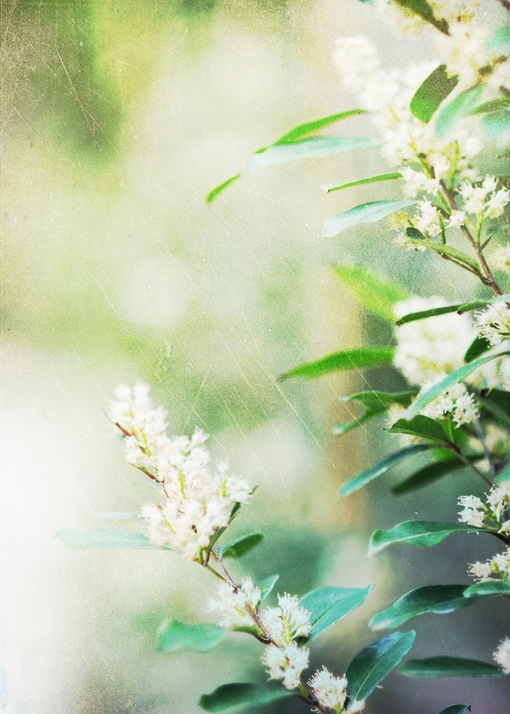 繁花点点 偶遇小清新图片