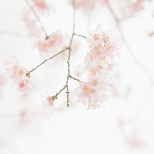 繁花点点 偶遇小清新图片