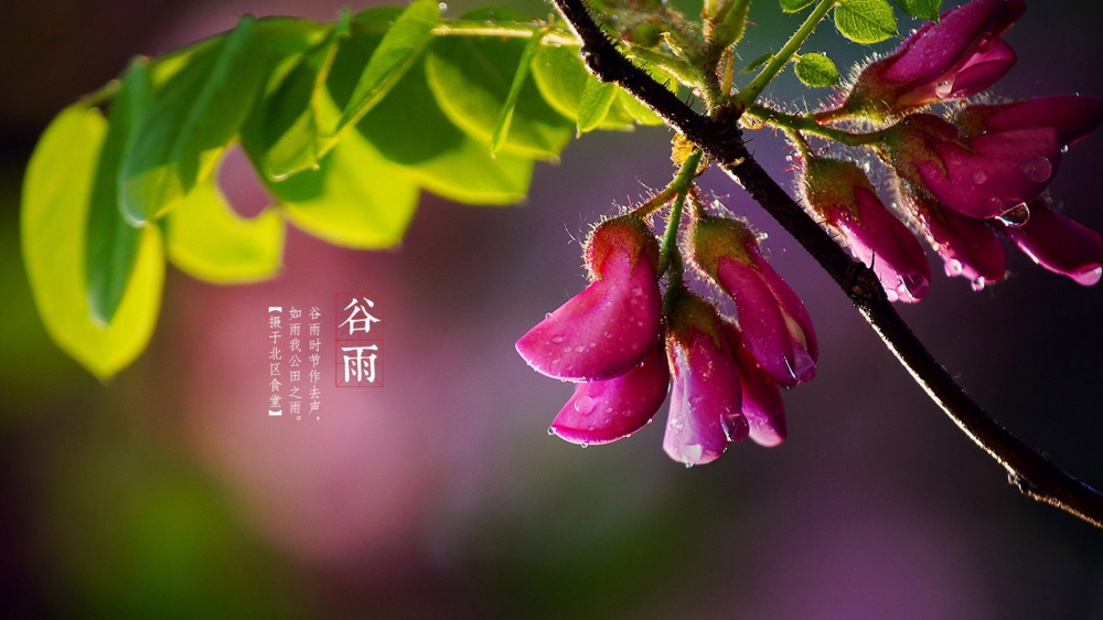 二十四节气之谷雨唯美花卉高清桌面壁纸