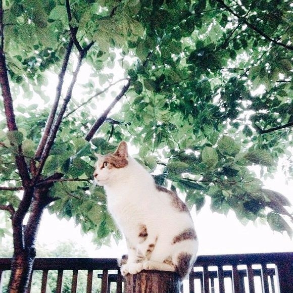 陌染夕；怀中猫