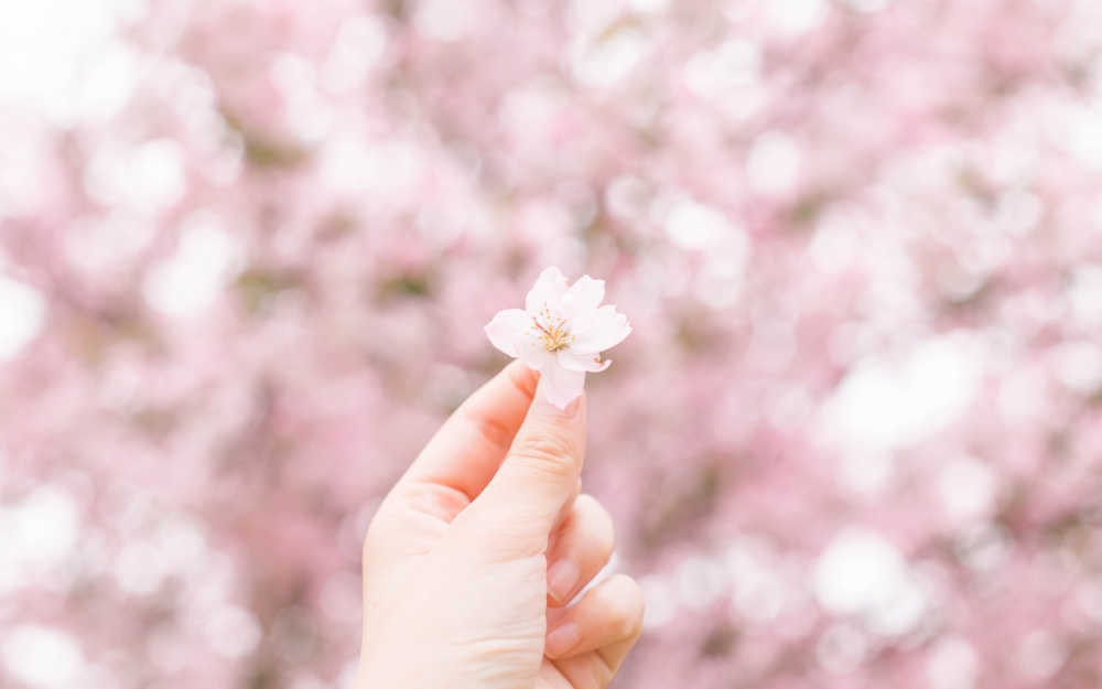 手中的樱花唯美景色高清电脑桌面壁纸