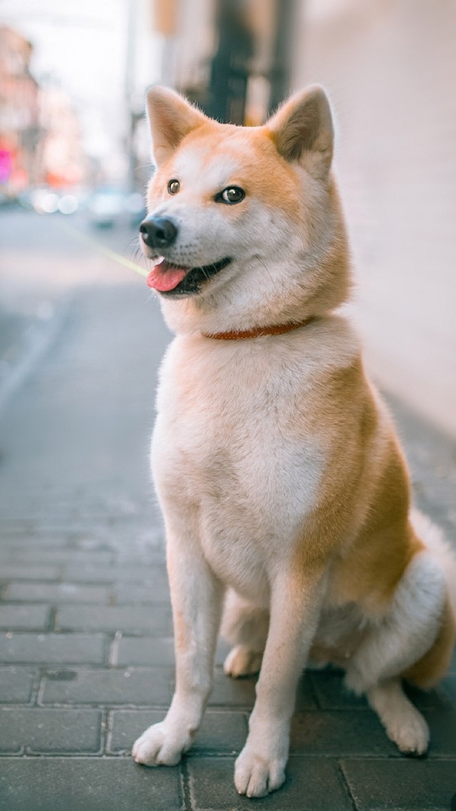 秋裤狗·