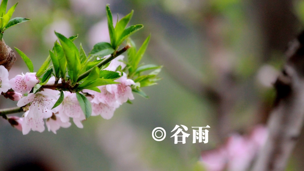 二十四节气之谷雨唯美花卉高清桌面壁纸