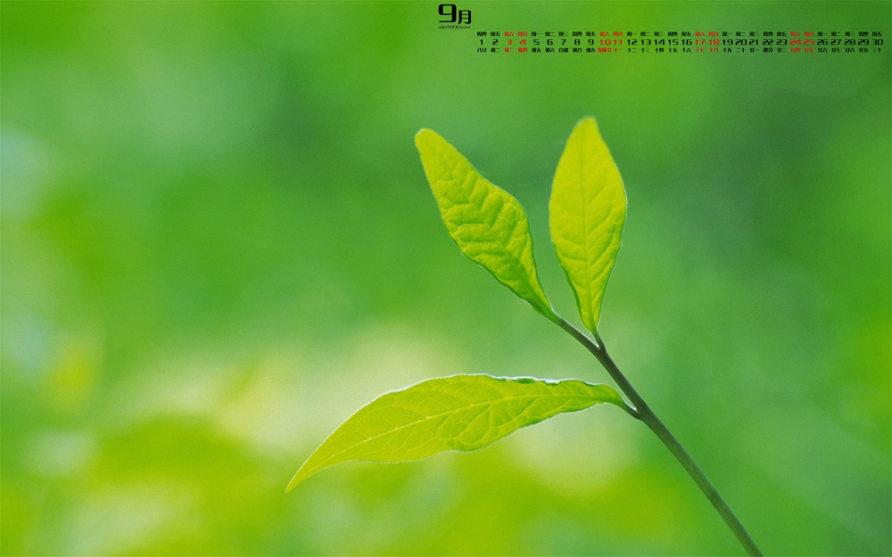 2016年9月日历清新绿色植物摄影高清电脑壁纸图片
