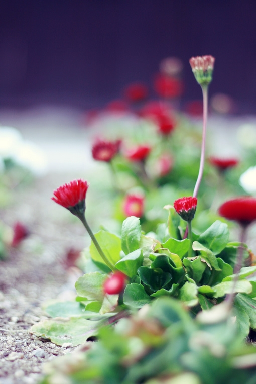 繁花点点 偶遇小清新图片