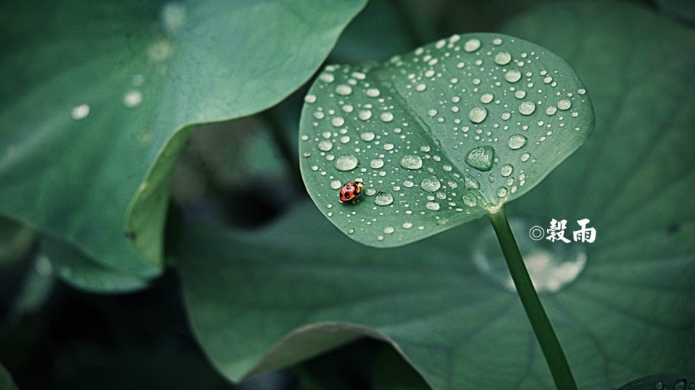 二十四节气之谷雨唯美花卉高清桌面壁纸