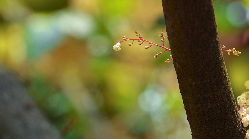 苹婆花风景电脑壁纸