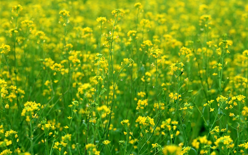 鲜花合集 第十辑