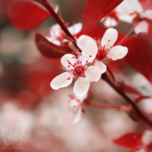 繁花点点 偶遇小清新图片