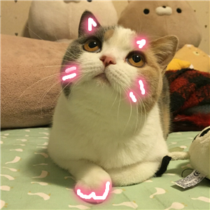 怀中猫.