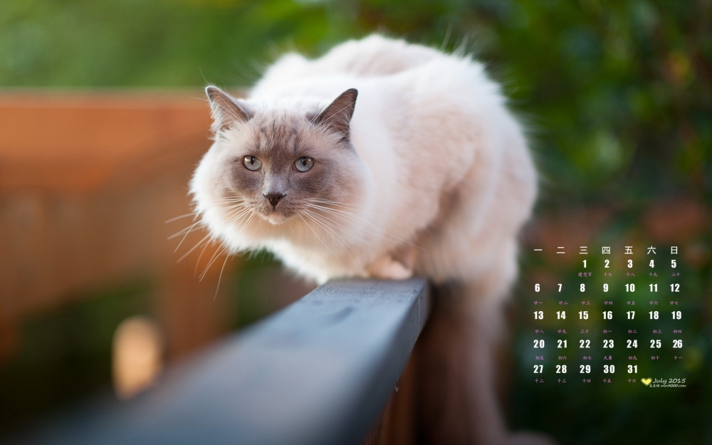 2015年7月日历壁纸可爱的暹罗猫高清桌面图片素材下载