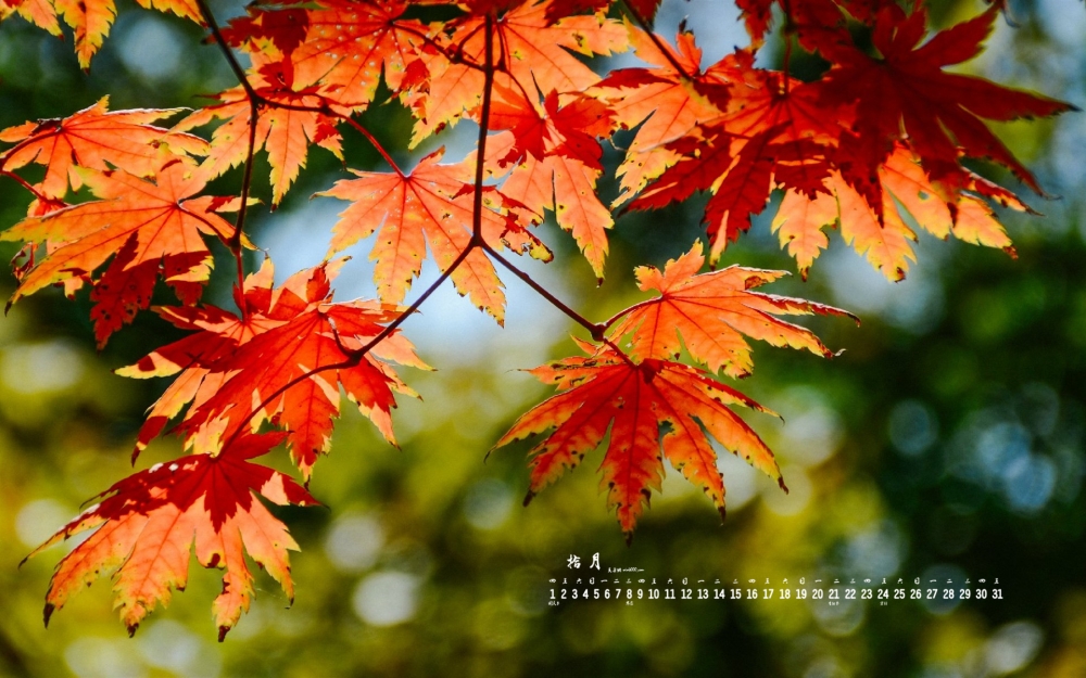 2015年10月日历秋天枫叶红了桌面壁纸下载6