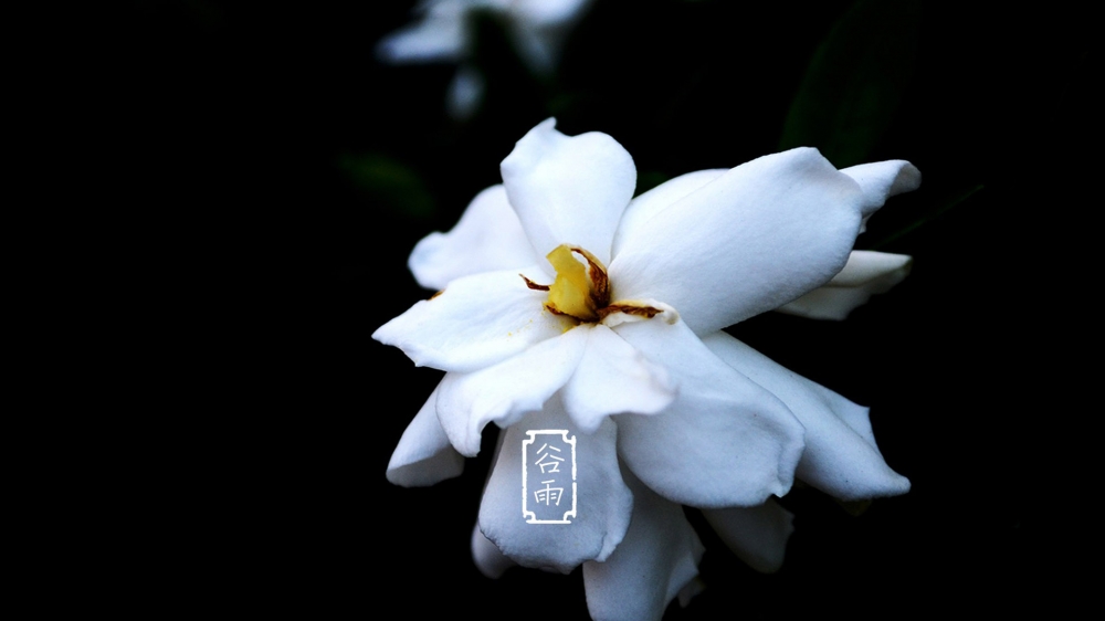 二十四节气之谷雨唯美花卉高清桌面壁纸