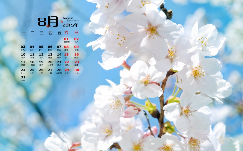 2015年8月日历精选美丽的樱花桌面图片壁纸下载