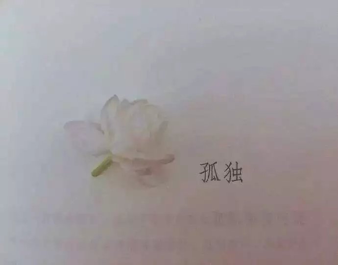 你不必张扬  是花自然香