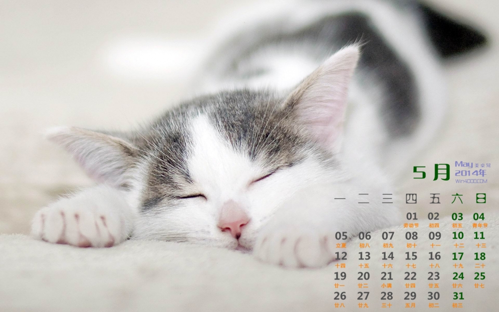 2014年5月日历桌面壁纸超萌熟睡小猫咪