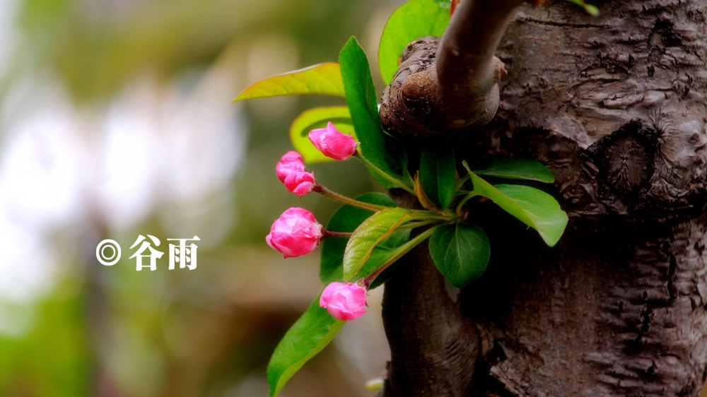 二十四节气之谷雨唯美花卉高清桌面壁纸
