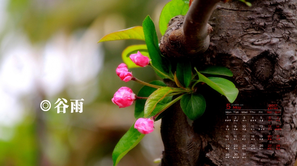 2017年5月二十四节气之谷雨唯美花卉高清日历壁纸