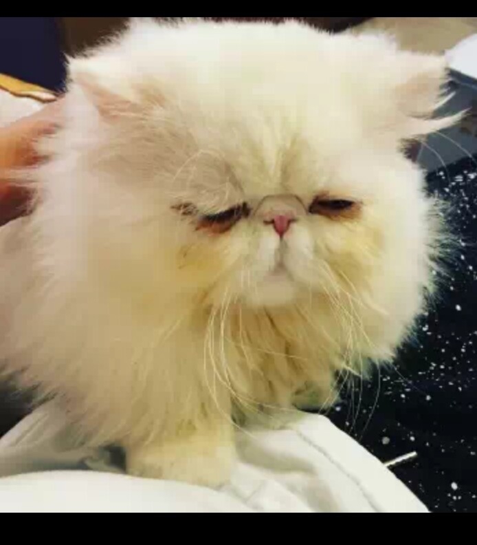 我想做一只猫就赖在你怀里。