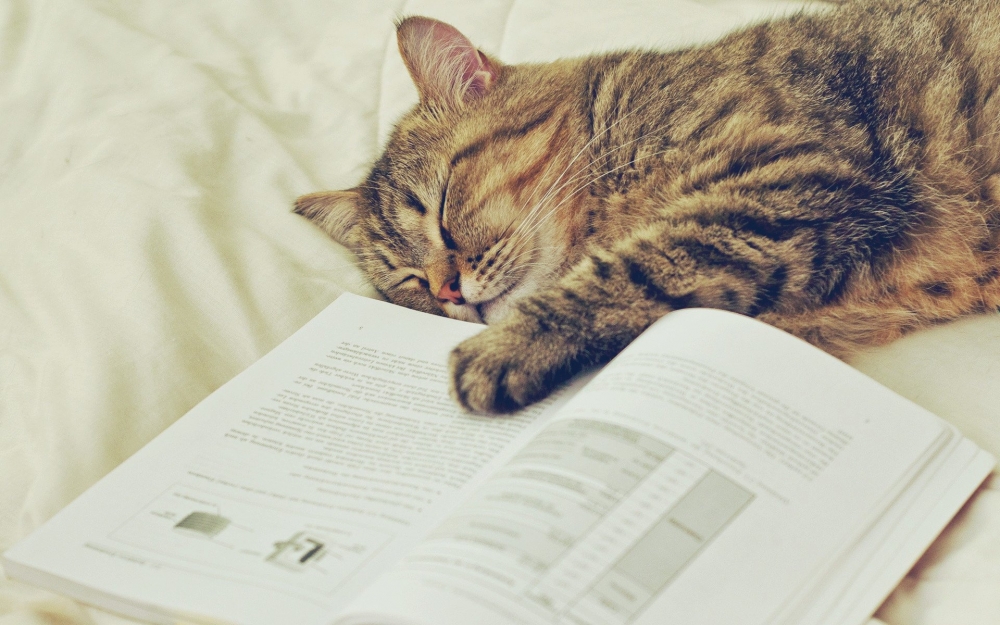 睡梦中的可爱猫咪电脑桌面壁纸