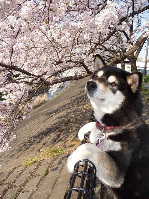 秋裤狗·