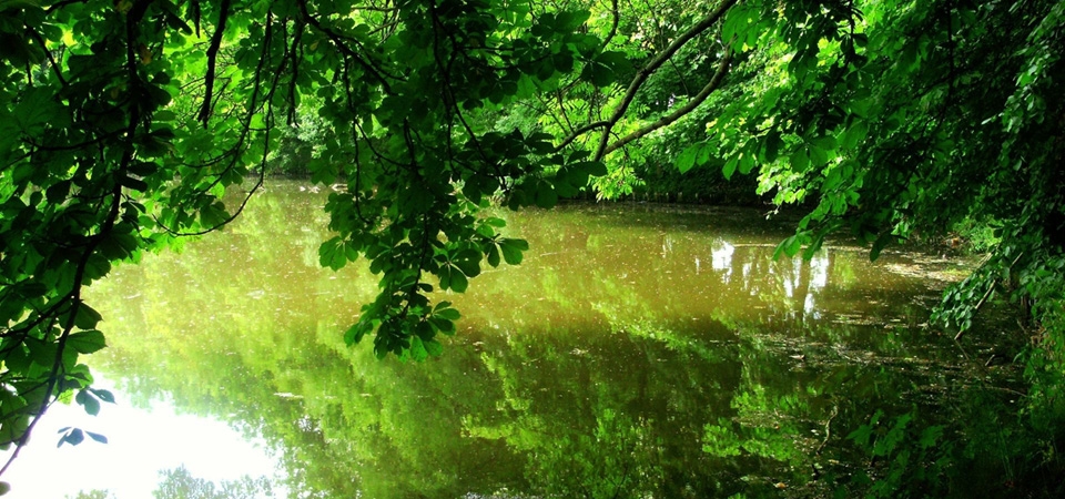 池塘,树木,绿色树叶,自然护眼壁纸