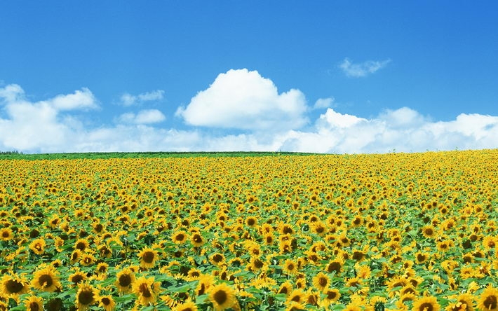 向日葵桌面壁纸 1920X1200【10P】