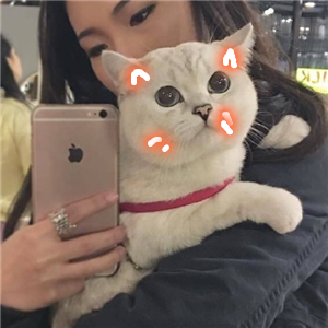 怀中猫.