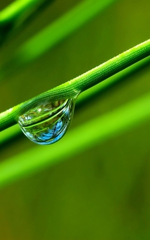 清新护眼绿色植物高清
