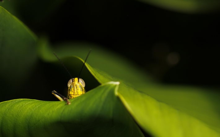 春季绿色萌芽摄影桌面壁纸