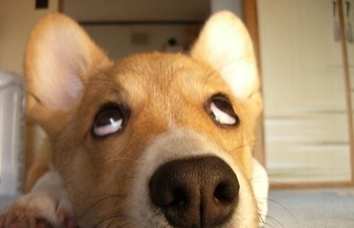 秋裤狗·