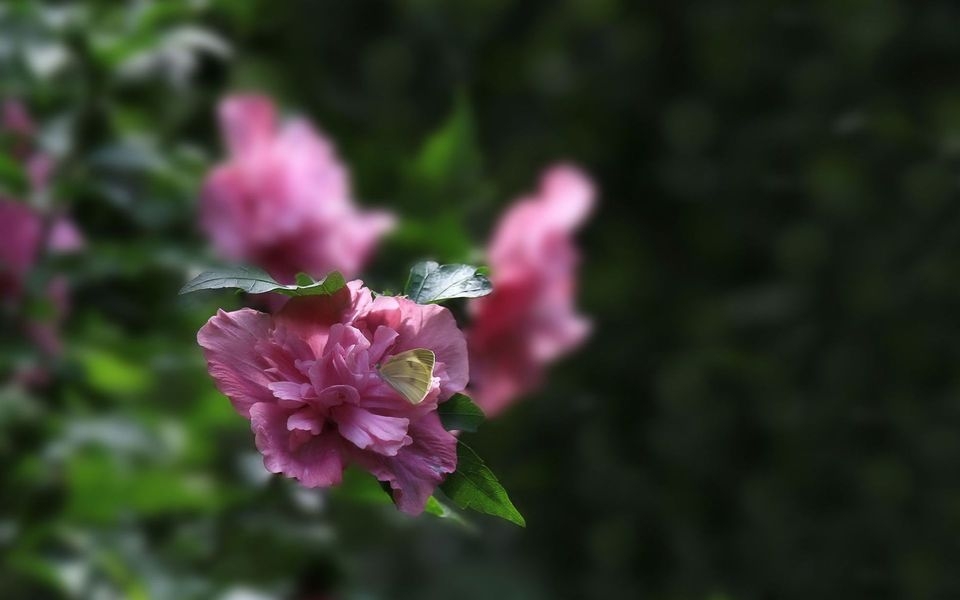 粉色木槿花高清电脑壁纸