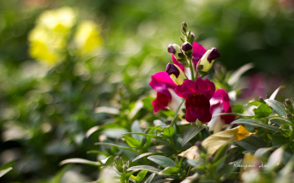 《花园一瞥》第三辑 鲜花花蕾宽屏壁纸