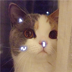 怀中猫.