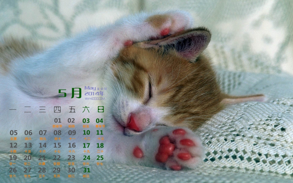 2014年5月日历桌面壁纸超萌熟睡小猫咪