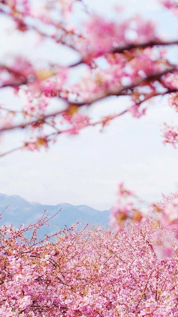 花谢花飞飞满天，红消香断有谁怜