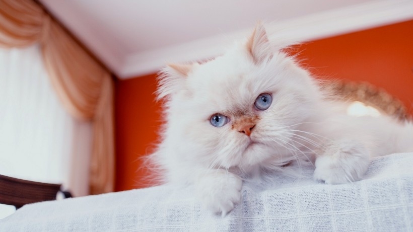 萌宠可爱白毛猫咪桌面壁纸