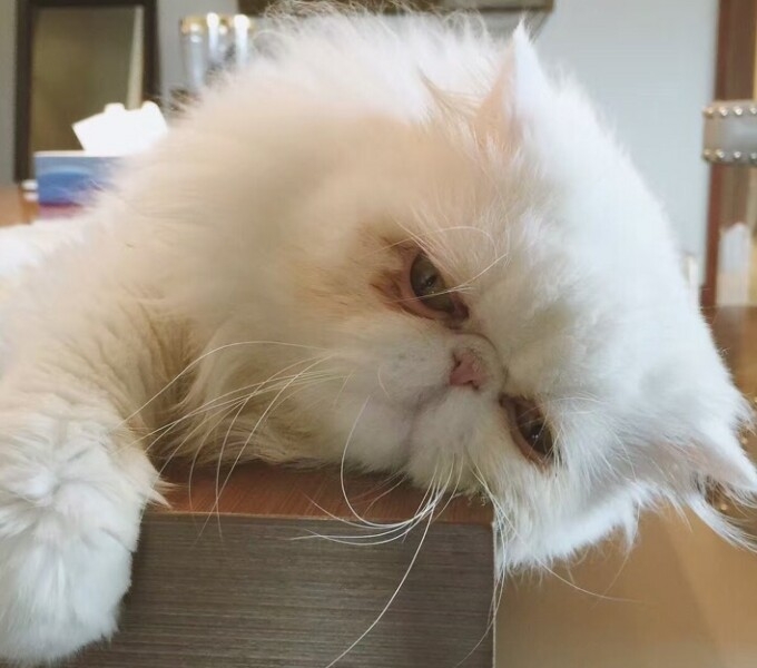 我想做一只猫就赖在你怀里。