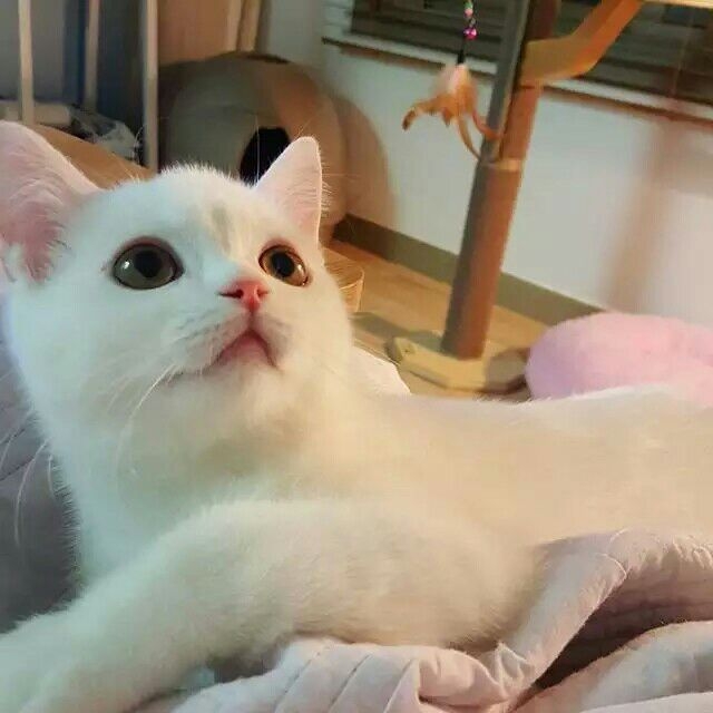 被萌化了و✧