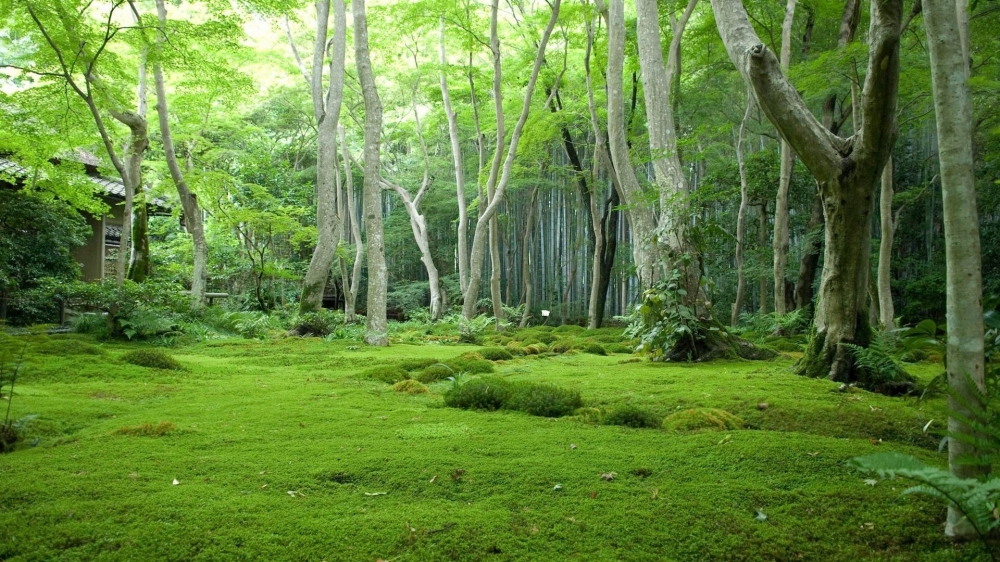 绿色护眼高清风景壁纸