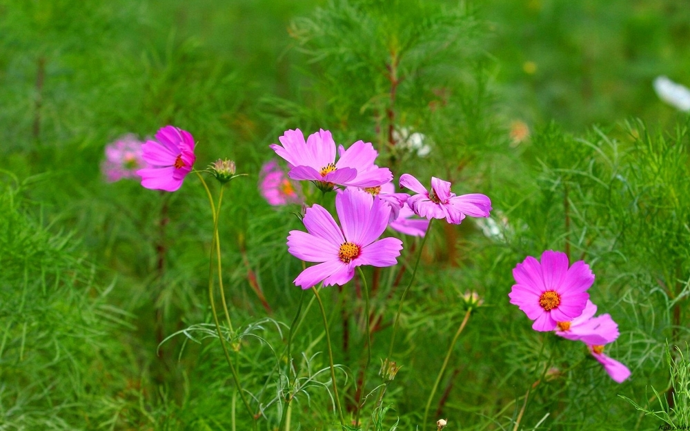 粉色大波斯菊