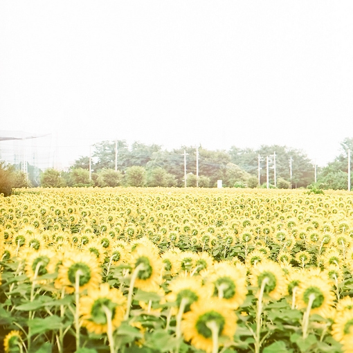 繁花点点 偶遇小清新图片