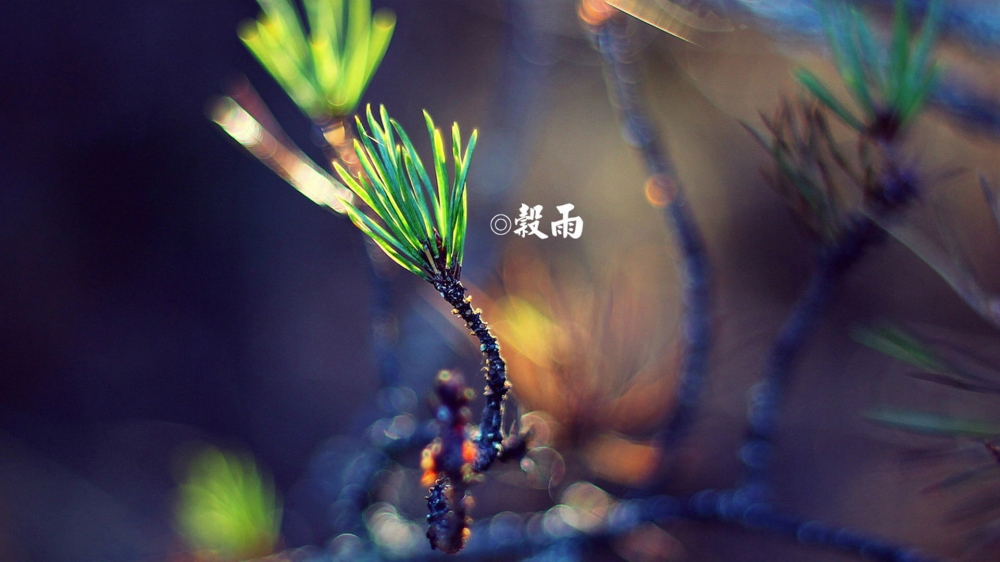 二十四节气之谷雨唯美花卉高清桌面壁纸
