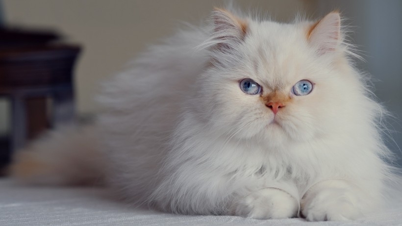 萌宠可爱白毛猫咪桌面壁纸