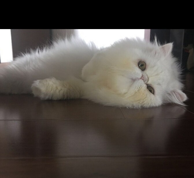 我想做一只猫就赖在你怀里。