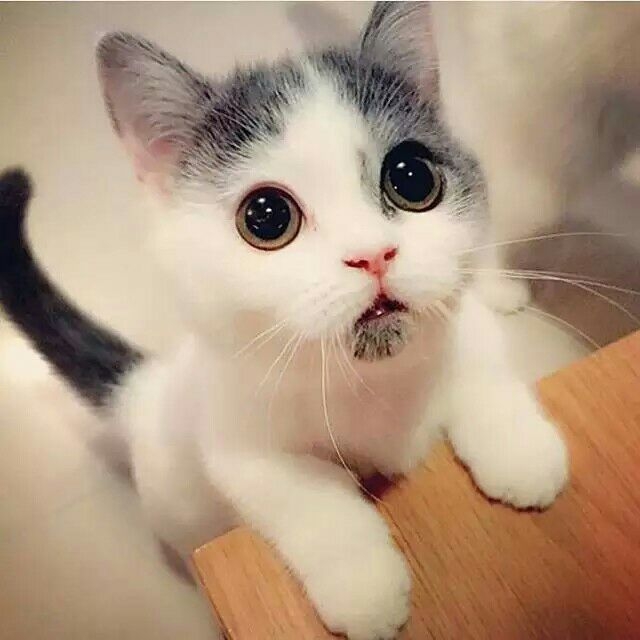 被萌化了و✧