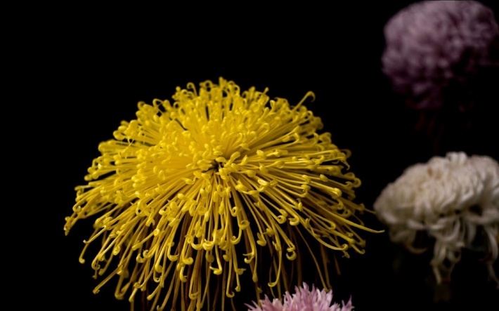 武汉植物园唯美菊花图片大全