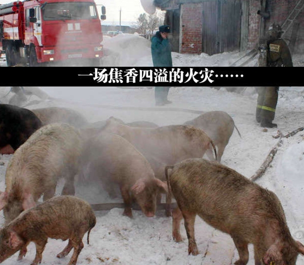 某猪厂火灾了……？