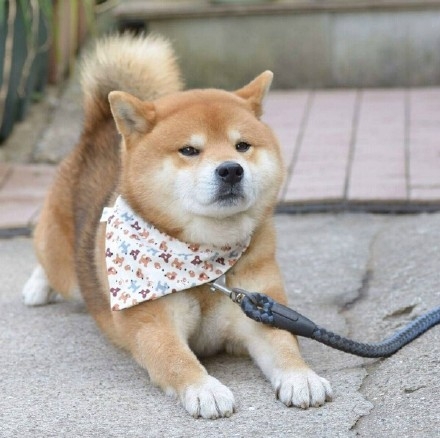 超级可爱的你
