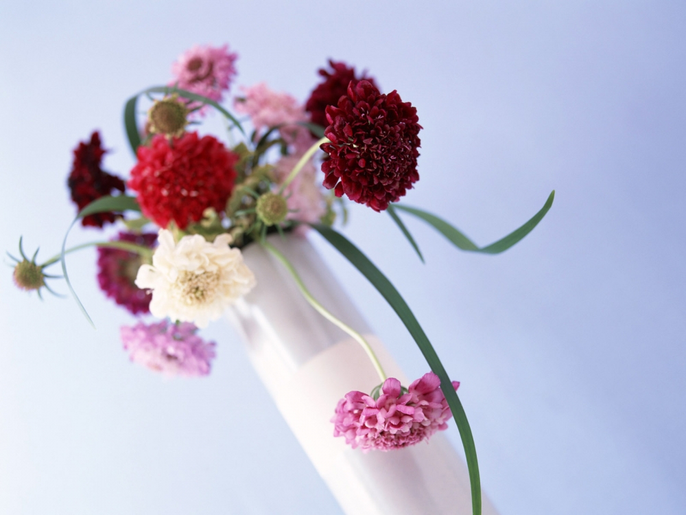 室内花 第六辑